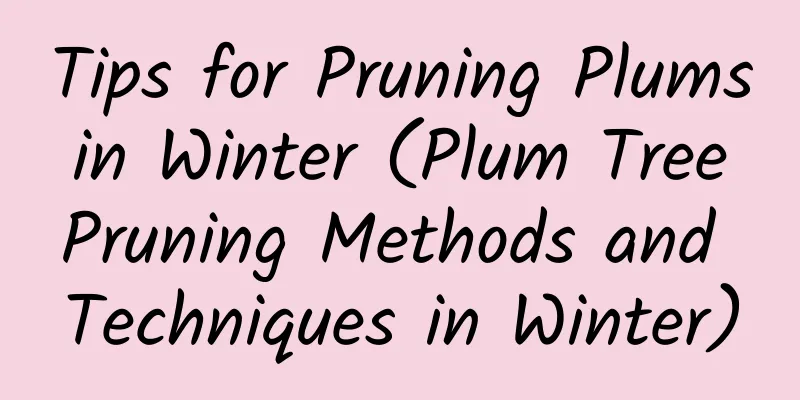 Tips for Pruning Plums in Winter (Plum Tree Pruning Methods and Techniques in Winter)