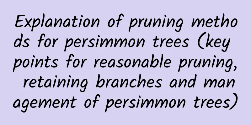 Explanation of pruning methods for persimmon trees (key points for reasonable pruning, retaining branches and management of persimmon trees)