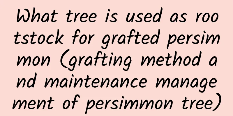 What tree is used as rootstock for grafted persimmon (grafting method and maintenance management of persimmon tree)