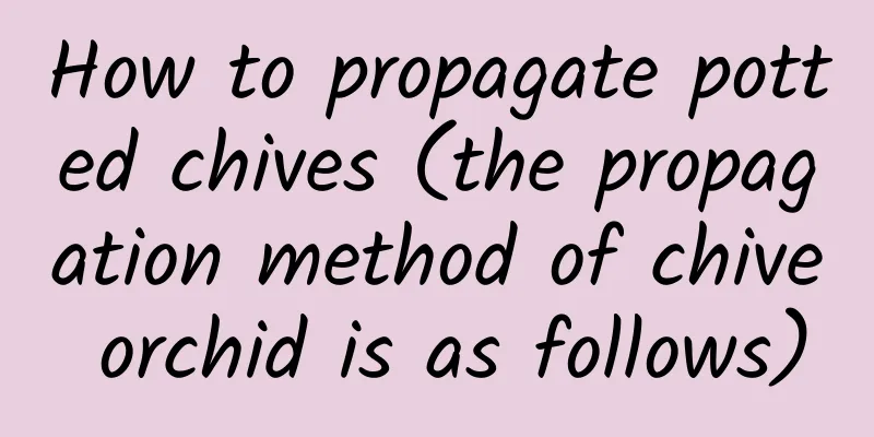 How to propagate potted chives (the propagation method of chive orchid is as follows)