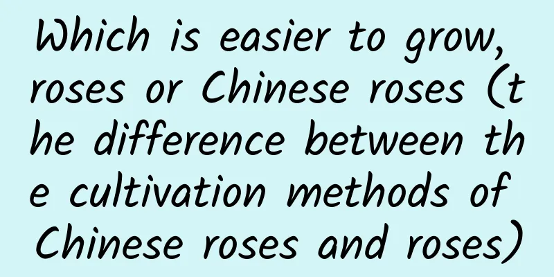 Which is easier to grow, roses or Chinese roses (the difference between the cultivation methods of Chinese roses and roses)