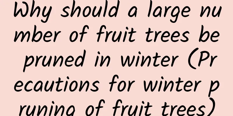 Why should a large number of fruit trees be pruned in winter (Precautions for winter pruning of fruit trees)