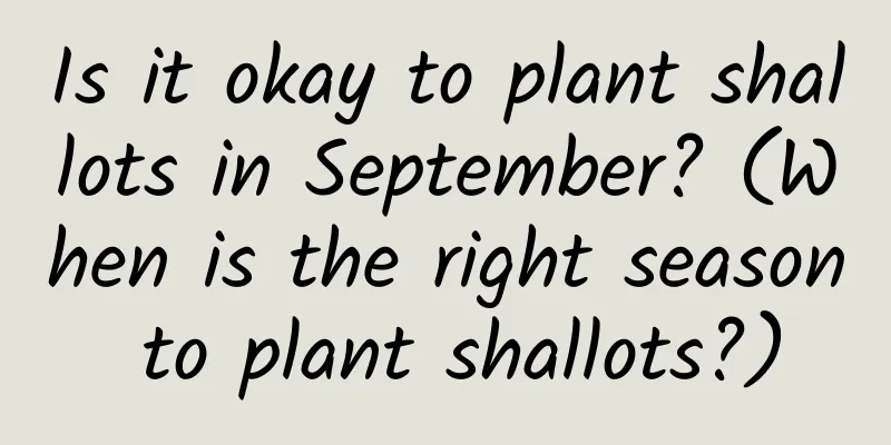 Is it okay to plant shallots in September? (When is the right season to plant shallots?)