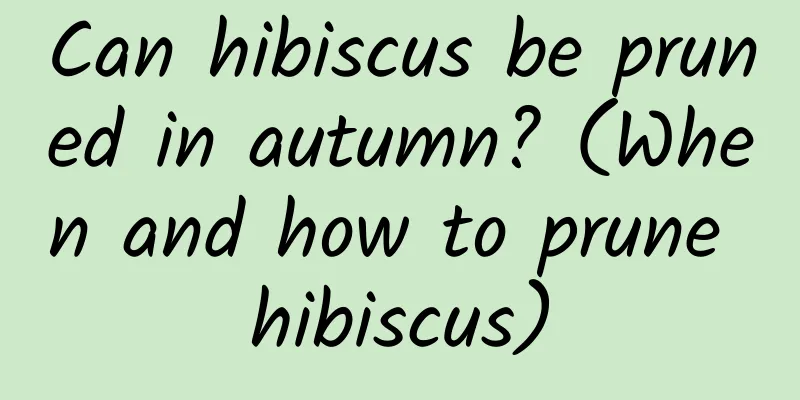 Can hibiscus be pruned in autumn? (When and how to prune hibiscus)
