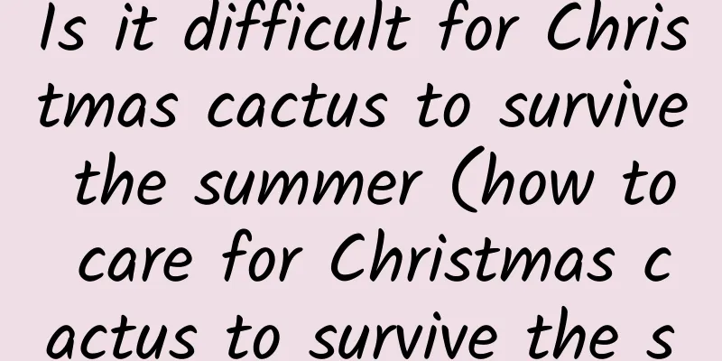 Is it difficult for Christmas cactus to survive the summer (how to care for Christmas cactus to survive the summer safely)