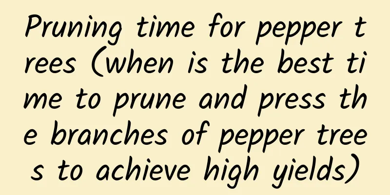 Pruning time for pepper trees (when is the best time to prune and press the branches of pepper trees to achieve high yields)