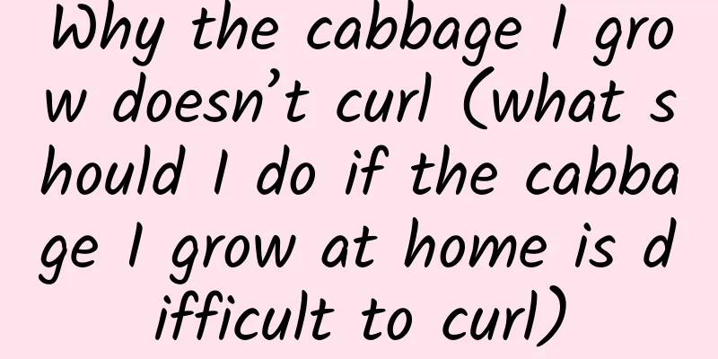 Why the cabbage I grow doesn’t curl (what should I do if the cabbage I grow at home is difficult to curl)
