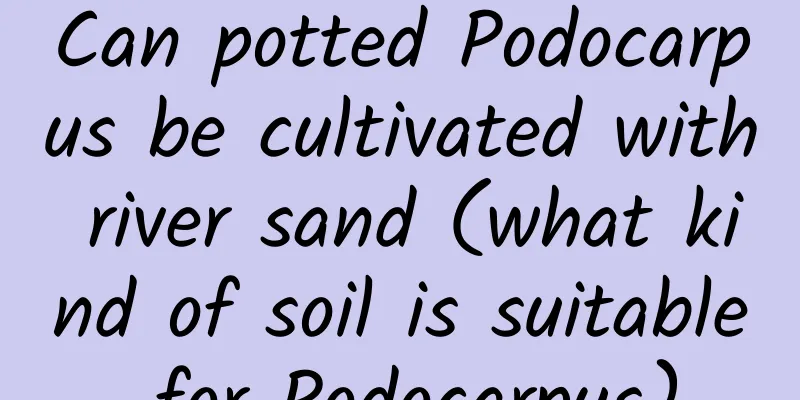 Can potted Podocarpus be cultivated with river sand (what kind of soil is suitable for Podocarpus)