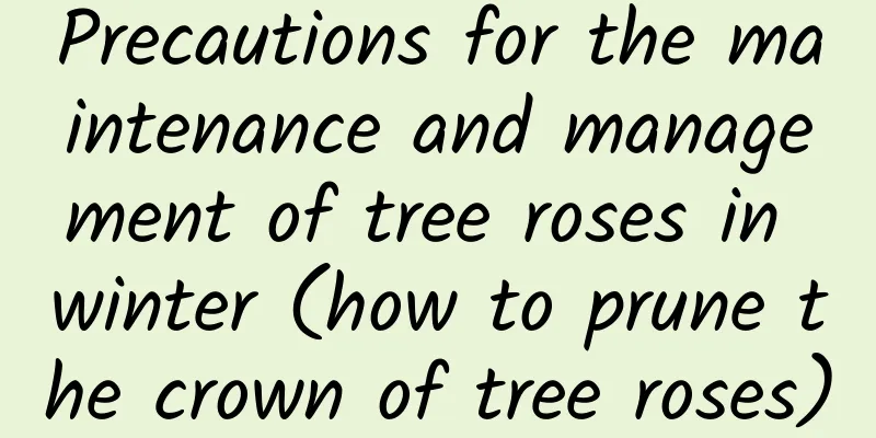 Precautions for the maintenance and management of tree roses in winter (how to prune the crown of tree roses)