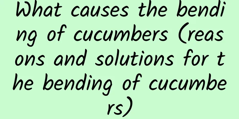 What causes the bending of cucumbers (reasons and solutions for the bending of cucumbers)