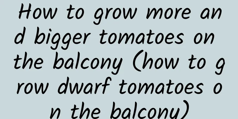 How to grow more and bigger tomatoes on the balcony (how to grow dwarf tomatoes on the balcony)