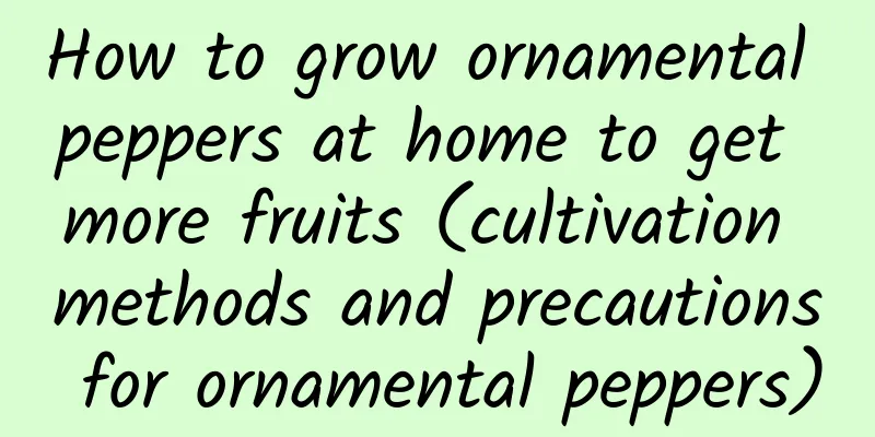 How to grow ornamental peppers at home to get more fruits (cultivation methods and precautions for ornamental peppers)
