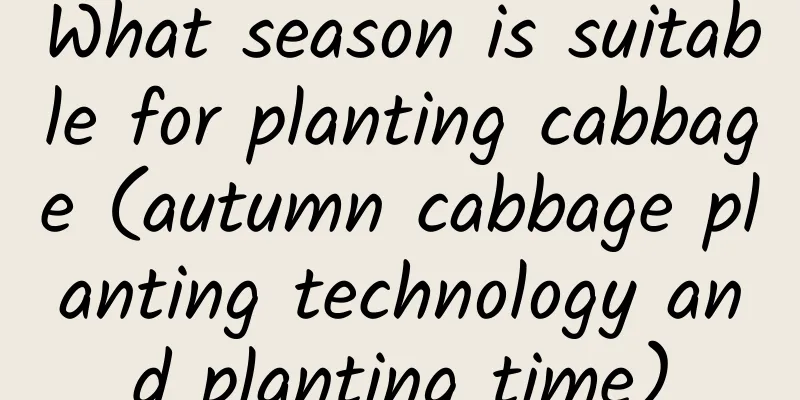 What season is suitable for planting cabbage (autumn cabbage planting technology and planting time)