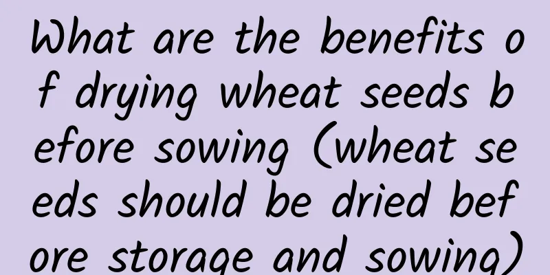 What are the benefits of drying wheat seeds before sowing (wheat seeds should be dried before storage and sowing)