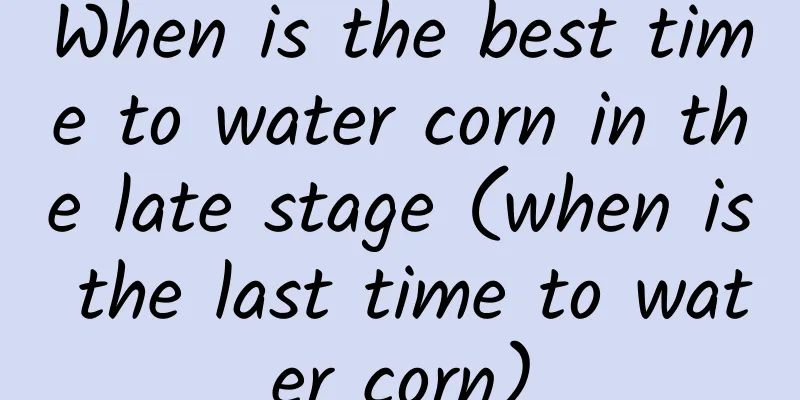 When is the best time to water corn in the late stage (when is the last time to water corn)