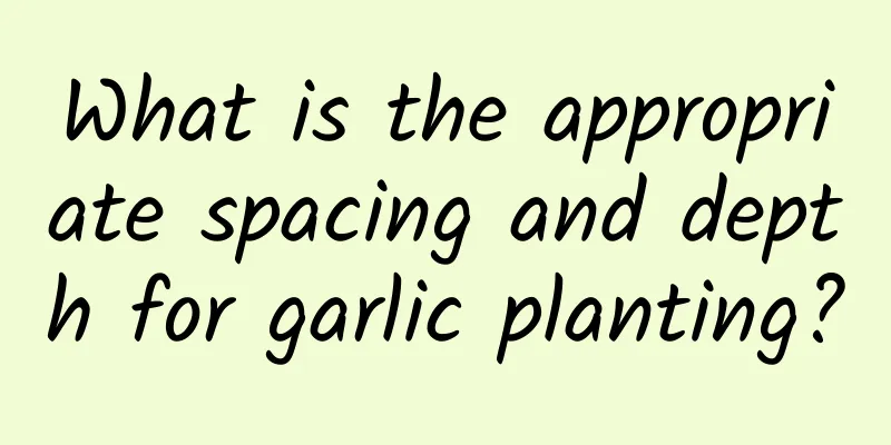 What is the appropriate spacing and depth for garlic planting?
