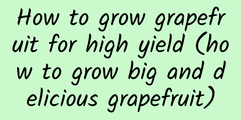 How to grow grapefruit for high yield (how to grow big and delicious grapefruit)