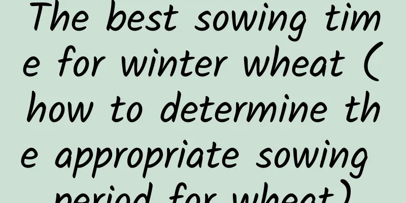 The best sowing time for winter wheat (how to determine the appropriate sowing period for wheat)