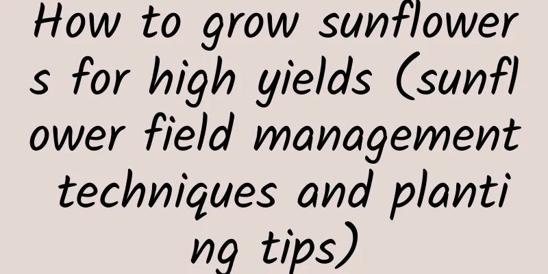 How to grow sunflowers for high yields (sunflower field management techniques and planting tips)