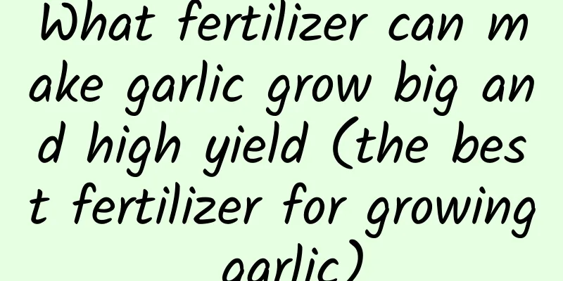 What fertilizer can make garlic grow big and high yield (the best fertilizer for growing garlic)