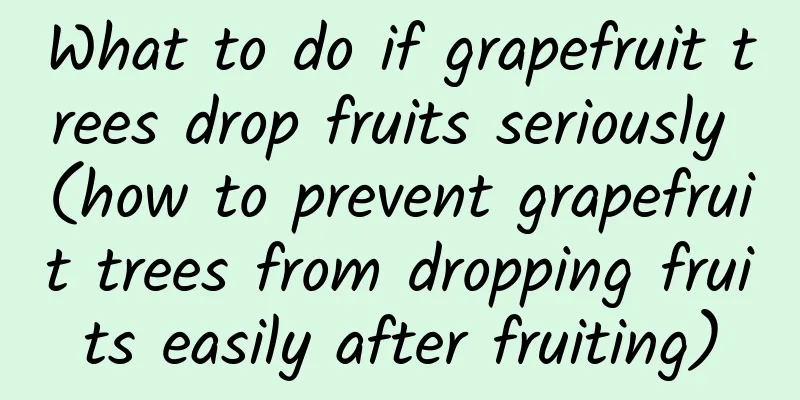 What to do if grapefruit trees drop fruits seriously (how to prevent grapefruit trees from dropping fruits easily after fruiting)