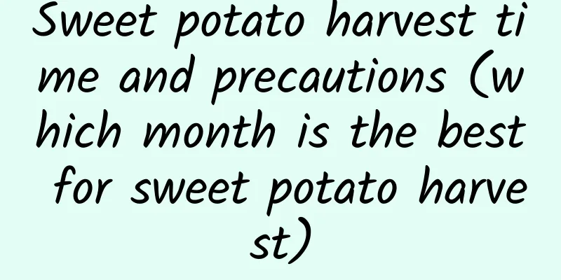 Sweet potato harvest time and precautions (which month is the best for sweet potato harvest)