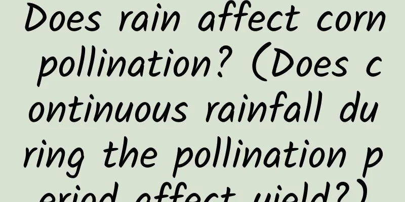 Does rain affect corn pollination? (Does continuous rainfall during the pollination period affect yield?)