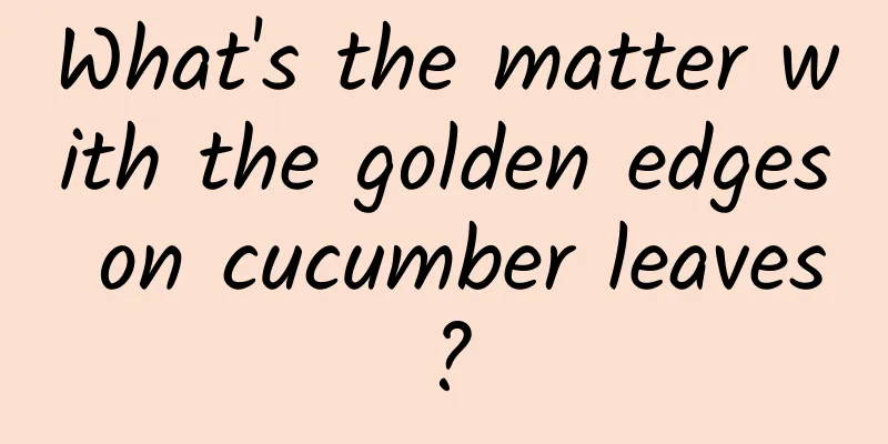 What's the matter with the golden edges on cucumber leaves?