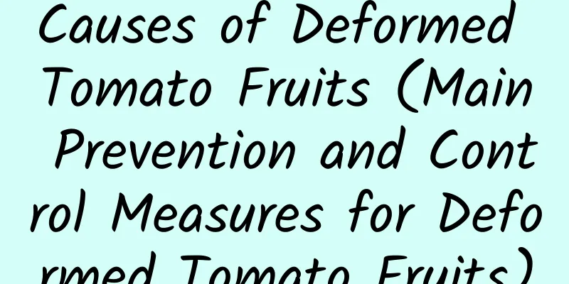 Causes of Deformed Tomato Fruits (Main Prevention and Control Measures for Deformed Tomato Fruits)