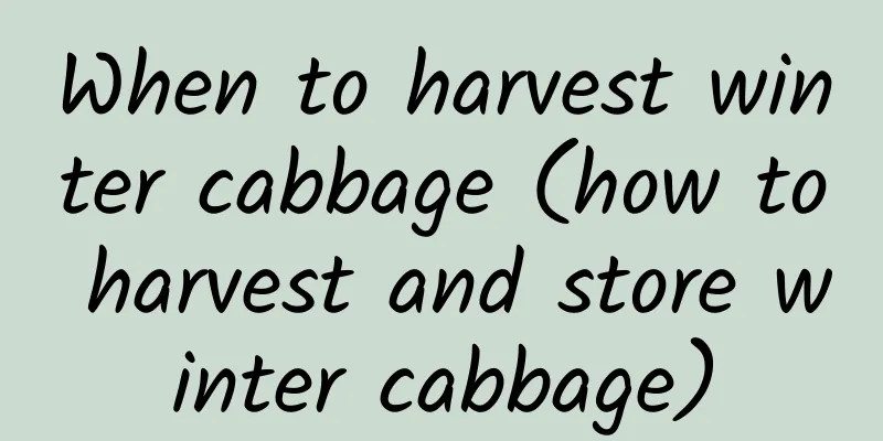 When to harvest winter cabbage (how to harvest and store winter cabbage)