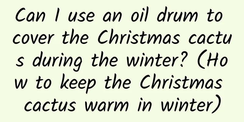 Can I use an oil drum to cover the Christmas cactus during the winter? (How to keep the Christmas cactus warm in winter)