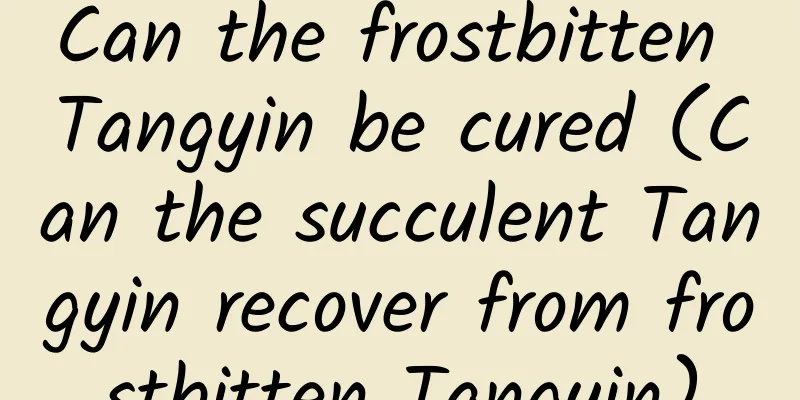 Can the frostbitten Tangyin be cured (Can the succulent Tangyin recover from frostbitten Tangyin)