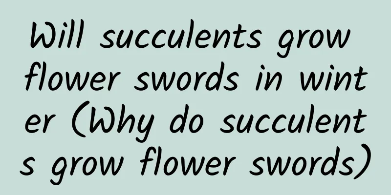 Will succulents grow flower swords in winter (Why do succulents grow flower swords)