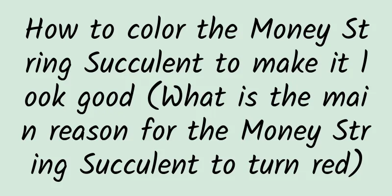 How to color the Money String Succulent to make it look good (What is the main reason for the Money String Succulent to turn red)