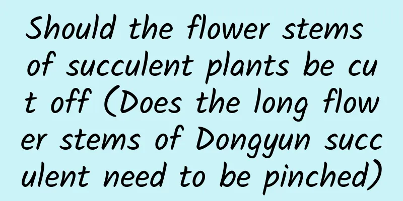 Should the flower stems of succulent plants be cut off (Does the long flower stems of Dongyun succulent need to be pinched)