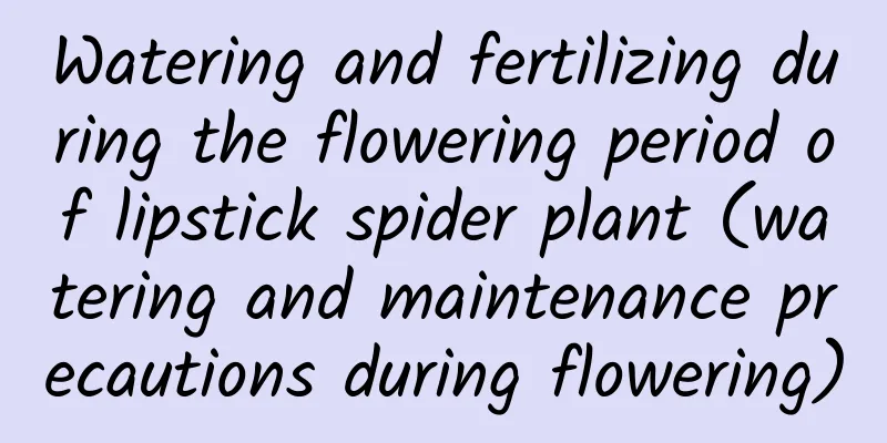 Watering and fertilizing during the flowering period of lipstick spider plant (watering and maintenance precautions during flowering)