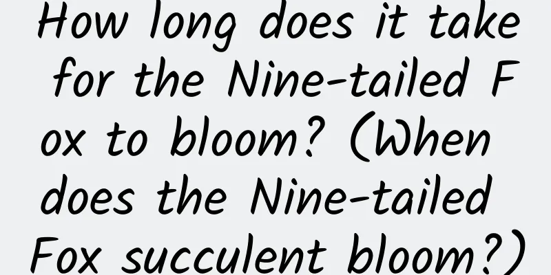 How long does it take for the Nine-tailed Fox to bloom? (When does the Nine-tailed Fox succulent bloom?)
