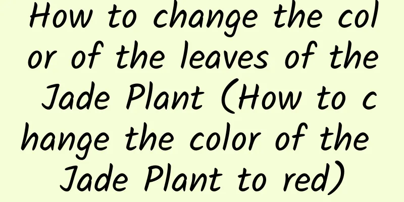 How to change the color of the leaves of the Jade Plant (How to change the color of the Jade Plant to red)