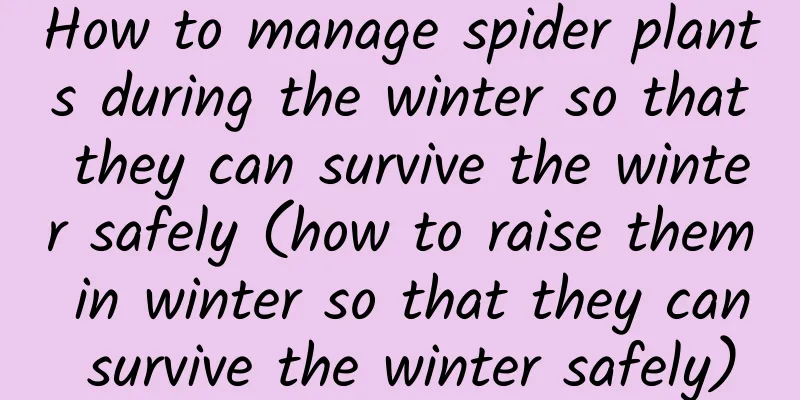 How to manage spider plants during the winter so that they can survive the winter safely (how to raise them in winter so that they can survive the winter safely)