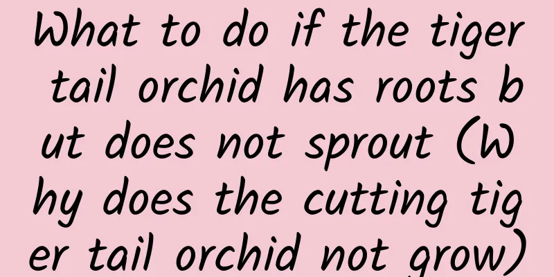 What to do if the tiger tail orchid has roots but does not sprout (Why does the cutting tiger tail orchid not grow)