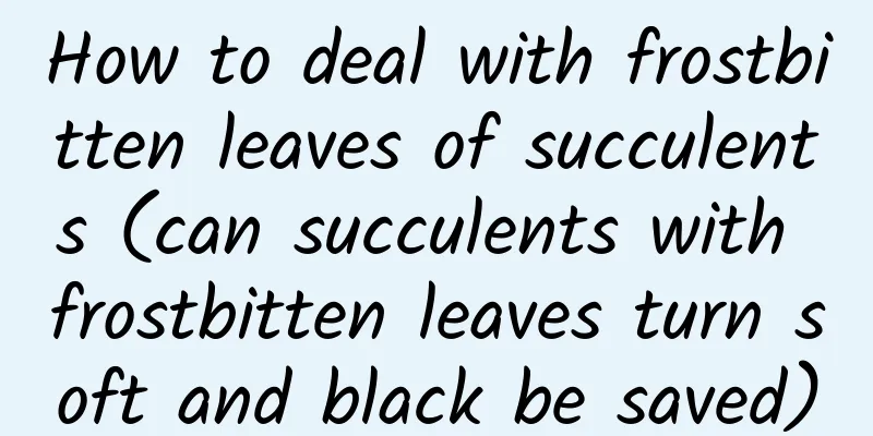How to deal with frostbitten leaves of succulents (can succulents with frostbitten leaves turn soft and black be saved)