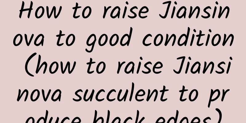 How to raise Jiansinova to good condition (how to raise Jiansinova succulent to produce black edges)