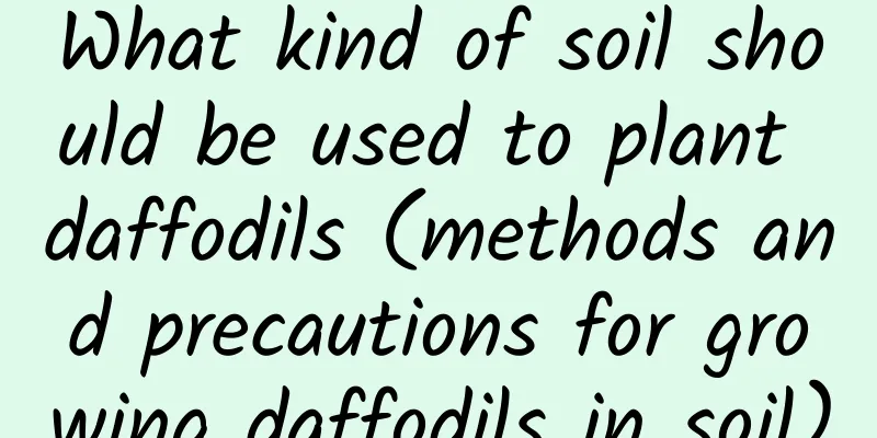 What kind of soil should be used to plant daffodils (methods and precautions for growing daffodils in soil)