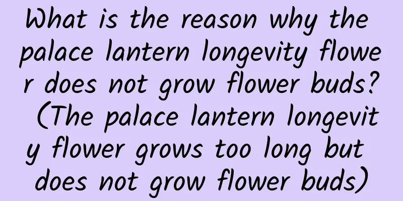 What is the reason why the palace lantern longevity flower does not grow flower buds? (The palace lantern longevity flower grows too long but does not grow flower buds)
