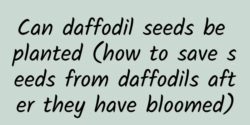 Can daffodil seeds be planted (how to save seeds from daffodils after they have bloomed)