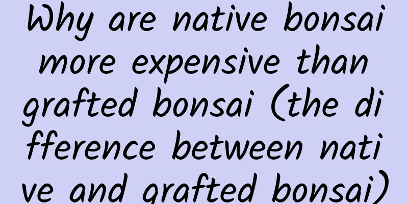 Why are native bonsai more expensive than grafted bonsai (the difference between native and grafted bonsai)