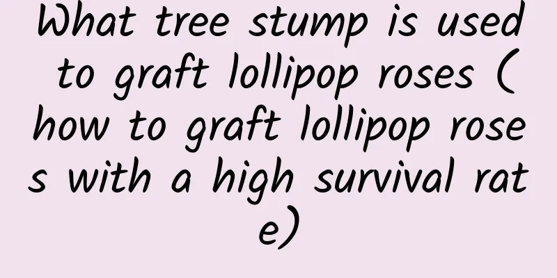 What tree stump is used to graft lollipop roses (how to graft lollipop roses with a high survival rate)