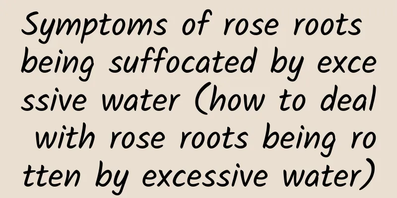 Symptoms of rose roots being suffocated by excessive water (how to deal with rose roots being rotten by excessive water)