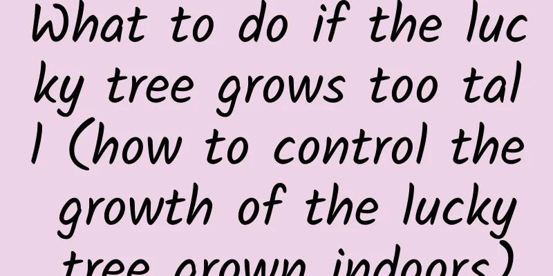 What to do if the lucky tree grows too tall (how to control the growth of the lucky tree grown indoors)