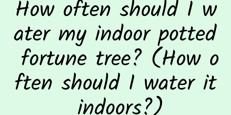 How often should I water my indoor potted fortune tree? (How often should I water it indoors?)